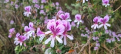 Pelargonium betulinum