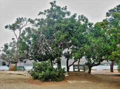 Ceratonia siliqua