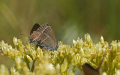 Satyrium spini