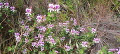 Pelargonium betulinum