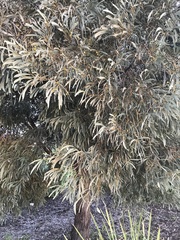 Acacia harpophylla