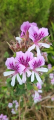 Pelargonium betulinum