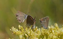 Satyrium ilicis