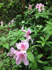 Rhododendron