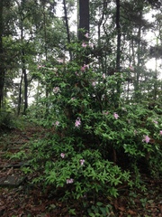 Rhododendron