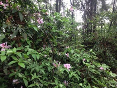 Rhododendron