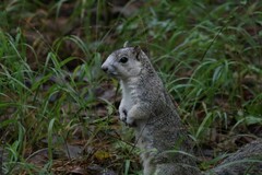 Sciurus niger cinereus