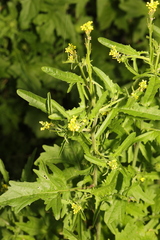 Sisymbrium officinale