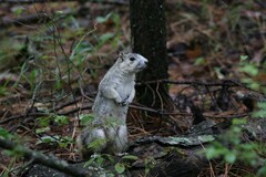 Sciurus niger cinereus