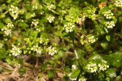 Cochlearia danica