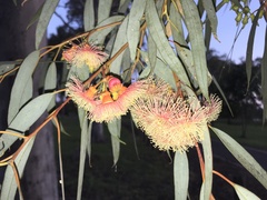 Eucalyptus torquata