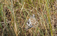 Melanargia occitanica