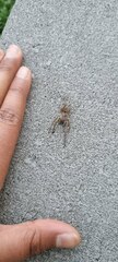 Portacosa cinerea