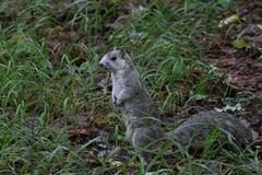 Sciurus niger cinereus