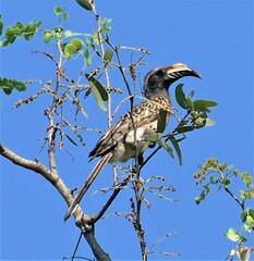 Lophoceros nasutus