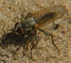 Leucophora