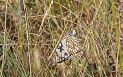 Melanargia occitanica