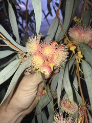 Eucalyptus torquata
