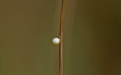 Melanargia occitanica