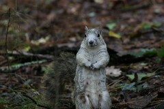 Sciurus niger cinereus