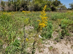 Solidago chilensis