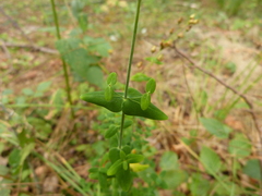 Hypericum pulchrum