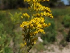 Solidago chilensis