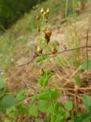 Hypericum pulchrum