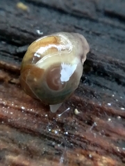 Vitrina pellucida