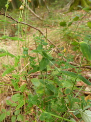 Hypericum pulchrum