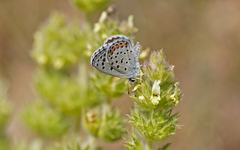 Pseudophilotes baton