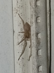 Cheiracanthium inclusum