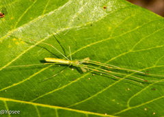 Tetragnatha hasselti