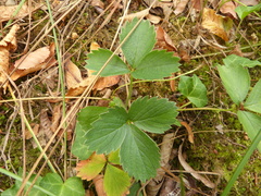 Potentilla sterilis
