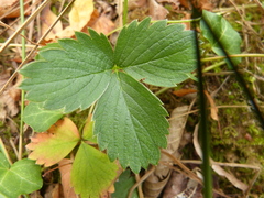 Potentilla sterilis