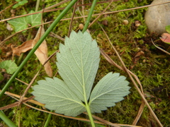 Potentilla sterilis