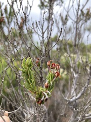 Erica irregularis