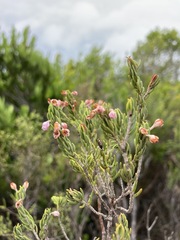 Erica irregularis