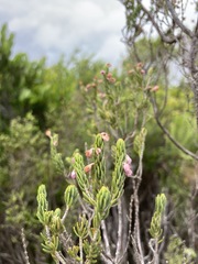 Erica irregularis