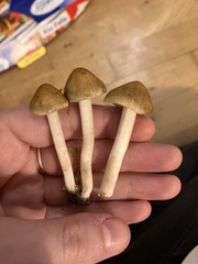 Agrocybe putaminum