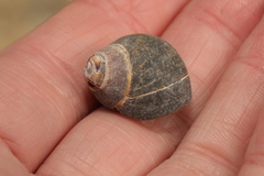 Littorina littorea