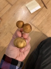 Agrocybe putaminum