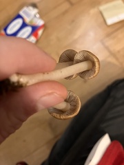 Agrocybe putaminum
