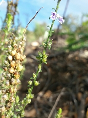 Anarrhinum bellidifolium