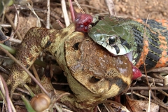 Bufo sachalinensis