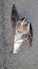 Larus dominicanus dominicanus