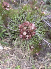 Serruria fasciflora
