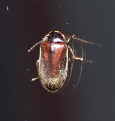 Scirtidae