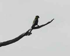 Purpureicephalus spurius