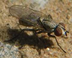 Leucophora